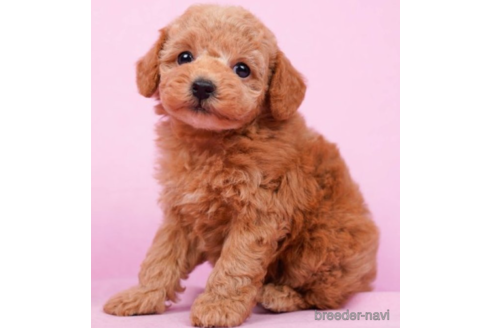 成約済の東京都のタイニープードル-222815